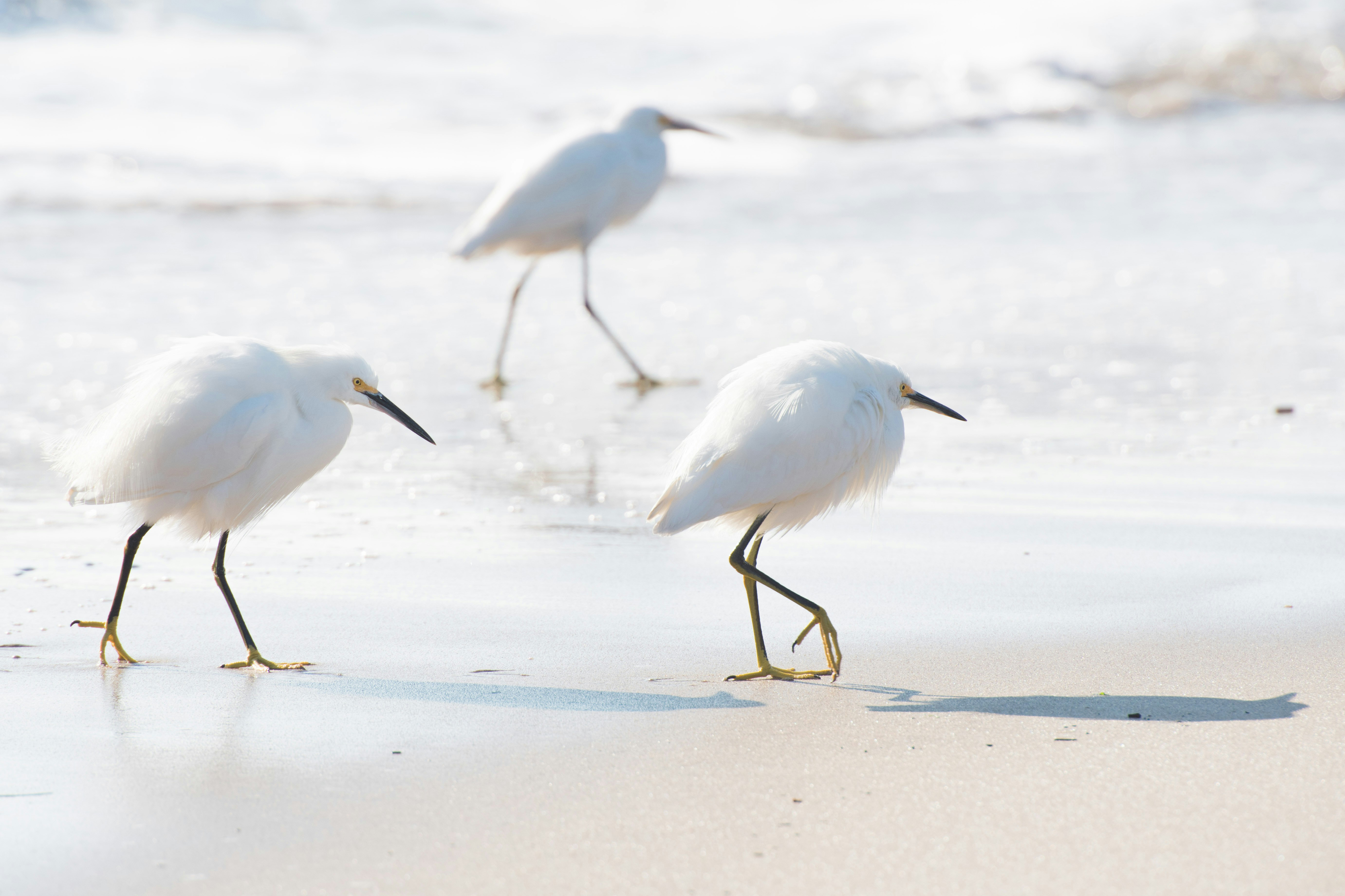 three white birds standing in the water at the beach.
