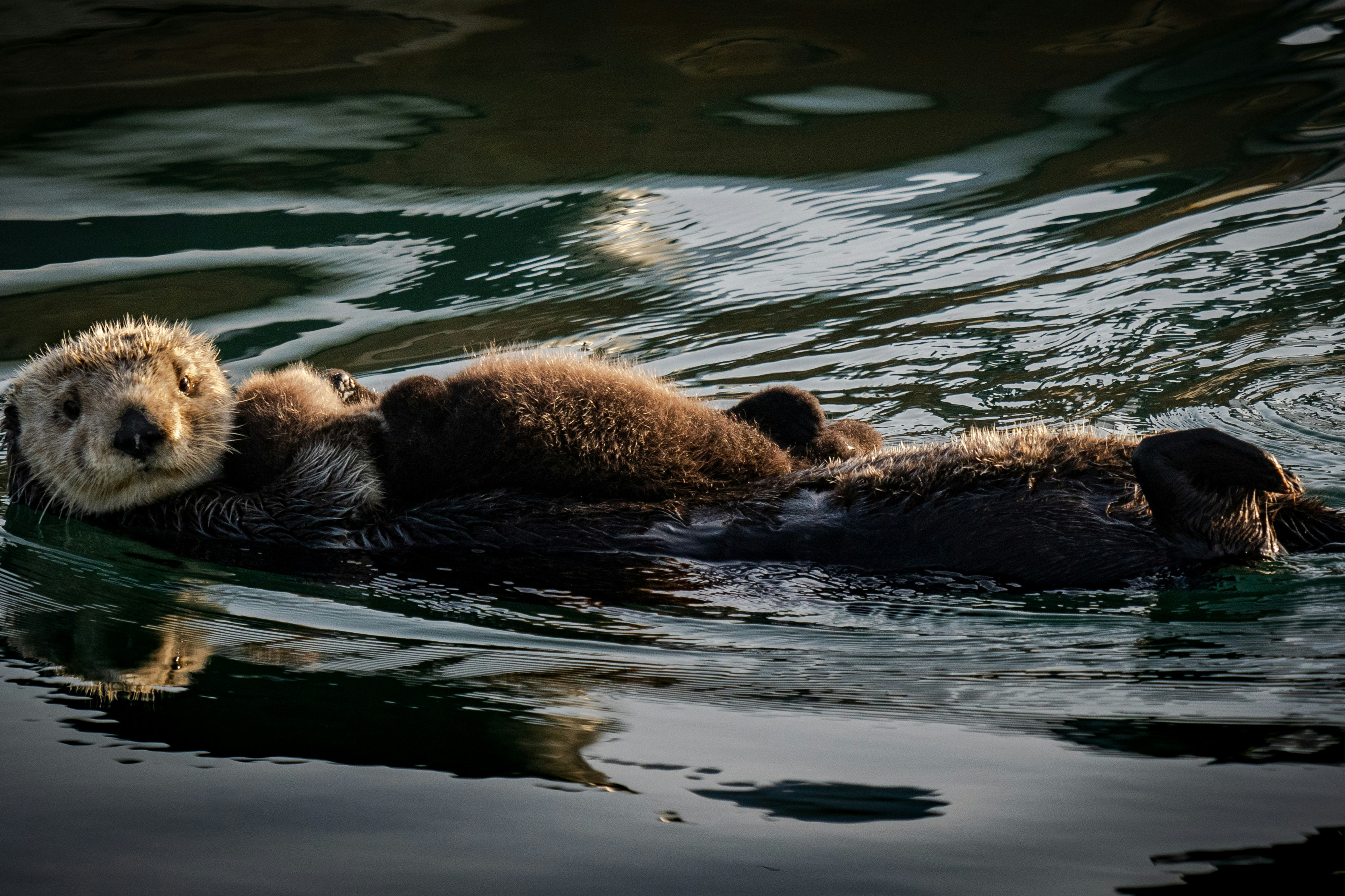 a couple of otters swimming in a body of water.