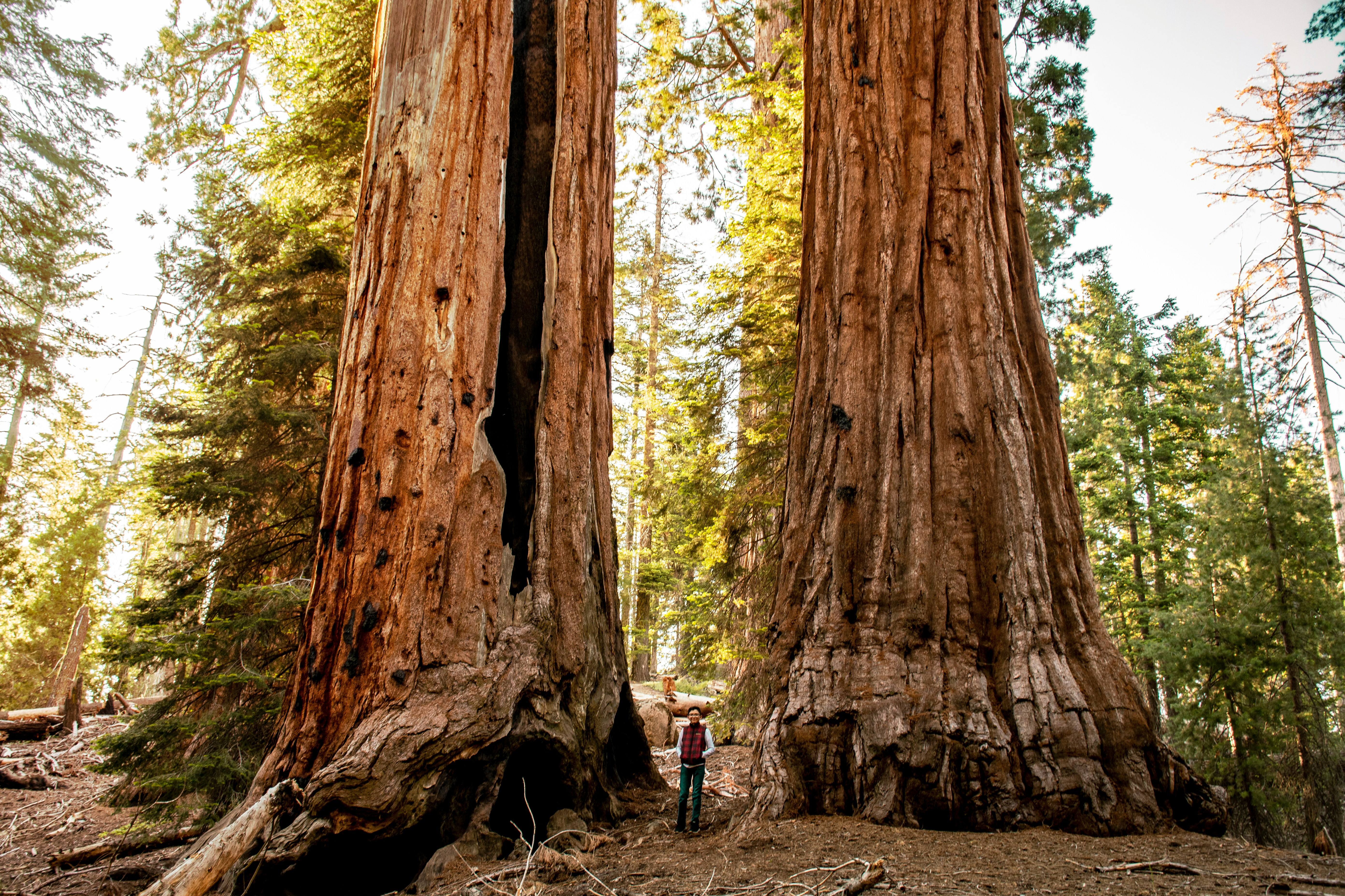 two big redwood trees during daytime.
